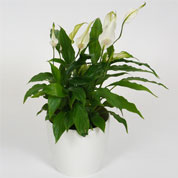 Spathiphyllum + Cache pot Blanc /